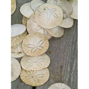  Sand Dollars on a Wooden Board   Peel and Stick Wall Decal 