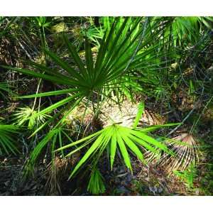  Saw Palmetto at Myakke State Park Mouse Pad Everything 