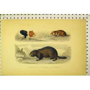  Colour Print C1850 Hamster Animals Rodent Wildlife