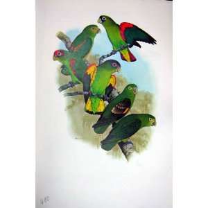  World Parrots 1973 Group 6 Parrotlet