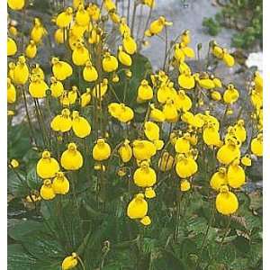  Goldcap Perennial Pocketbook 8 Plants   Calceolaria Patio 