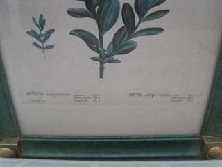Botanical Print J P Redoute Buxux Sempervirens Boxwood  