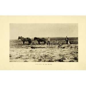  1909 Print Plough Heath Denmark Draft Horse Farming 