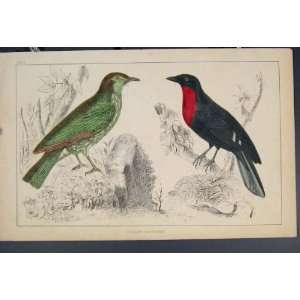  Bird Birds Hand Colour Antique Print C1860 Fine Art