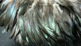   the feathers measure between 4 6 inches in length the color is