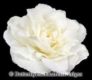 Ivory Peony Rose Flower Bridal Hair Clip Wedding  