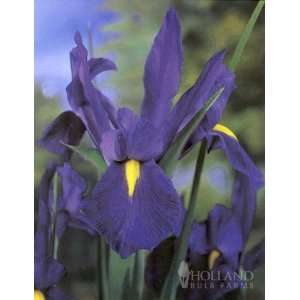  ProfessOr Blauw Dutch Iris   12 rhizomes Patio, Lawn 