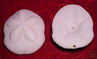 Large   Sea Biscuit Sand Dollar Seashell  