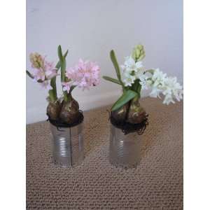  12 Hyacinth Arrangement in Tin Container