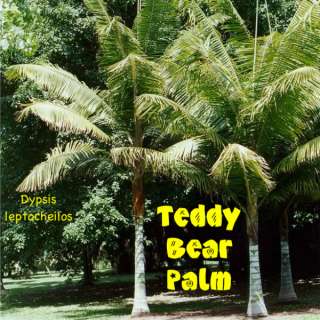 LIVE Teddy Bear Palm SEEDLING Dypsis leptocheilos COLORFUL FURRY RED 