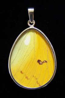 Real Butterfly Wing Sterling Silver Pendant from Peru  