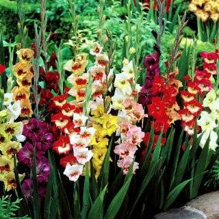  Flowers   20 flower bulbs Sparaxis tricolor mix Harlequin Flowers