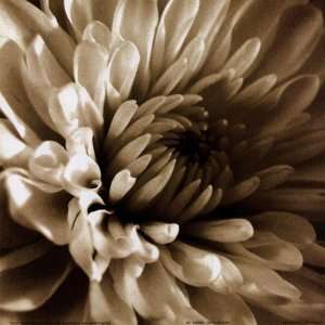  Sepia Bloom I by Stephen Mitchell 8x8
