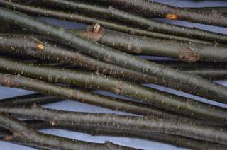 Alder Sticks Twigs Furniture Crafts 1/4 to 1/2 x 36  