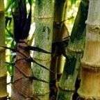 Dendrocalamus asper   Black Asper bamboo   100 seeds  