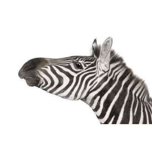  Zebra (4 Years) in Front of a White Background   Peel and 