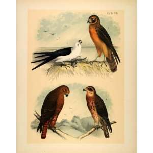  1881 Chromolithograph Swallow tailed Kite Hawk Buzzard 