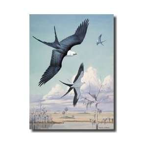 Three Swallowtailed Kite Birds Soar Over Southern Swamp Land Giclee 