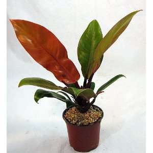  Autumn Princess Moonlight Philodendron   Easy to Grow   4 