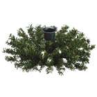 Allstate Floral 2.5 Pine Candle Ring x50 Green Snow (Pack of 24)