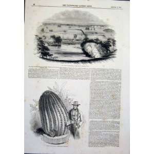   images of prints Illustrated London News 1845 On CD