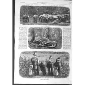  1864 CAPTURING WILD ELEPHANTS CEYLON ANTIQUE PRINT