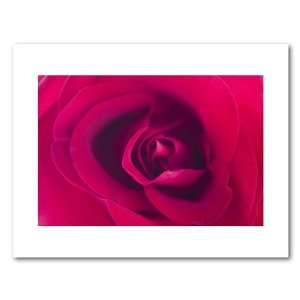 Photograph Closeup of rich Red Rose with selective focus. Size 11 x 