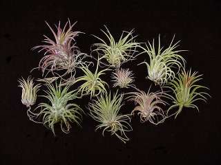 We have been selling Tillandsias for over 15 years and ship worldwide 