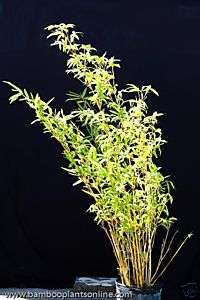 Alphonse Karr Bamboo Special Three(3) Gallon Plant  