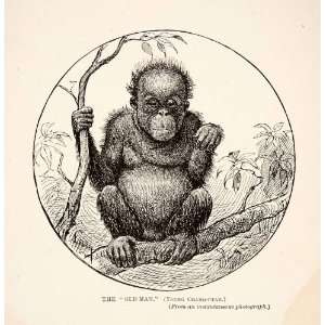 1910 Wood Engraving Baby Orangutan Primate Wildlife Animal Asian 