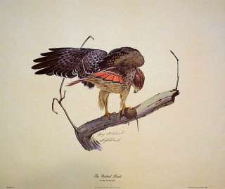 GUY COHELEACH PRIVATE COLLECTION REDTAIL HAWK  