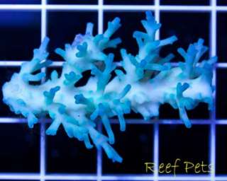   * Ice Fire Echinata Acropora Colony Acro SPS *Live Reef Coral*  