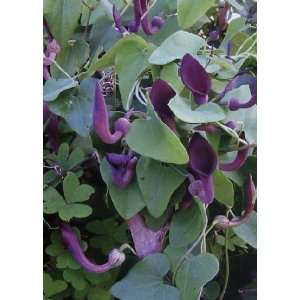 Tropica   Andalusische Gespensterpflanze (Aristolochia baetica)   10 