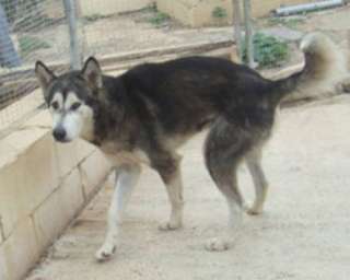 Troy Alaskan Malamute, * ca. 3 4 Jahre, Rüde, ca. 55 60 cm in 