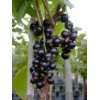   , schwarze Johannisbeere, sehr große Beeren, Busch im 3 Liter Topf