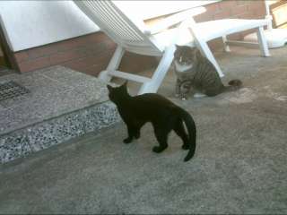 suche junge Katze Katzenbaby schwarz EKH BKH Hauskatze weiblich in 