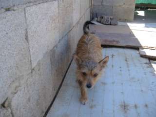 Ballerina, Yorki Mix, 2 Jahre, Schulterhöhe 30 cm in Baden 