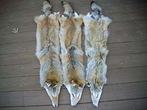   RED BLOND TANNED COYOTE FURS HIDE PELT SKIN TAXIDERMY LOG CABIN DECOR