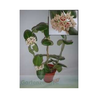 Porzellanblume Stargazer (Hoya calycina)   Bogen