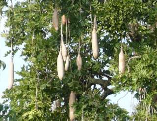 KIGELIA PINNATA, LEBERWURSTBAUM, ROTE BLÜTEN   10 SAMEN  