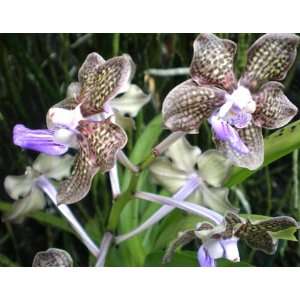   Orchidee der Sorte Vanda Mimi Plamer, aufgebunden, starker Duft