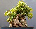 BONSAI Dreispitzahorn Acer buerg. TOP SHOHIN auf Fels 2