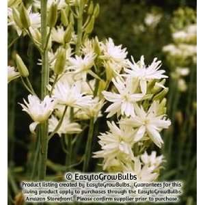  Camassia leichtlinii Plena Alba   5 bulbs   14/16 cm 