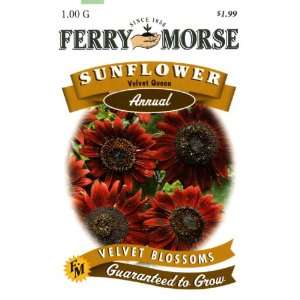   Annual Flower Seeds 1602 Sunflower   Velvet Queen 1 Gram Packet Patio