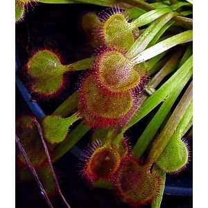   Sundew Plant  Drosera kenneallyi  Carnivorous Patio, Lawn & Garden