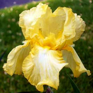 Summer Olympics Bearded Iris Perennial   Potted   Rebloomer  