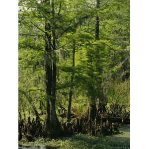  Cypress Trees with Knees Growing in a Swamp Stretched 