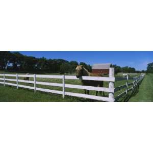  Horse Peeking over a Fence on a Farm, Kent County 