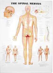 Spinal Nerves Anatomical Chart/Charts/Model, 3D Chart  