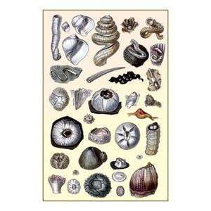  Vintage Art Shells Annelides and Cirripedes   11709 5 